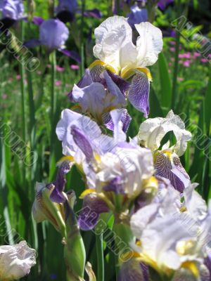 purple iris