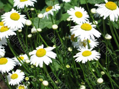 yellow and white daisies