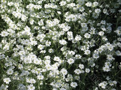white flowers