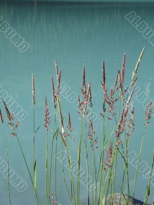 reeds by the water