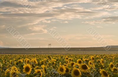 Sunset over the sunflowers field