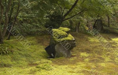 Moss garden