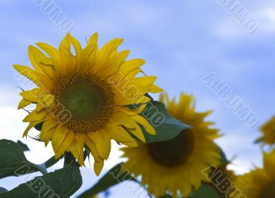 Sunflower