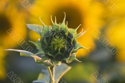 Sunflower bud