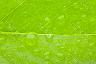 A photo macro of leaf green