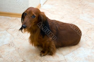 dachshund