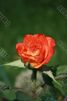 refined roze