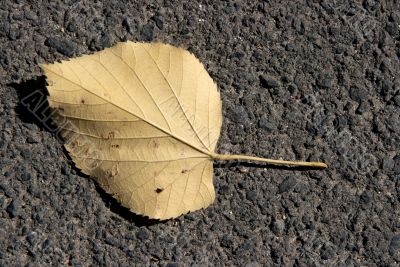 Leaf