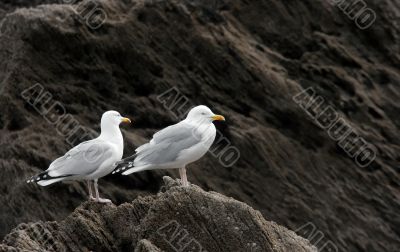 Seagulls