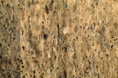 Texture