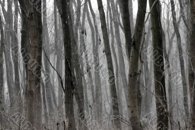 Fog