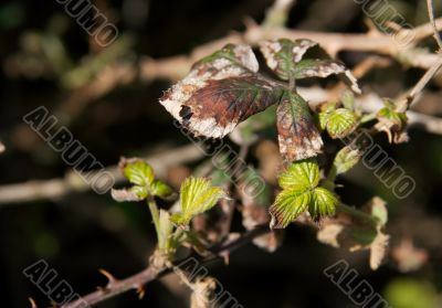 Leaves