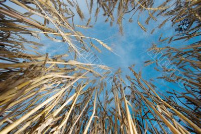 Wheat