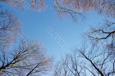 Treetops