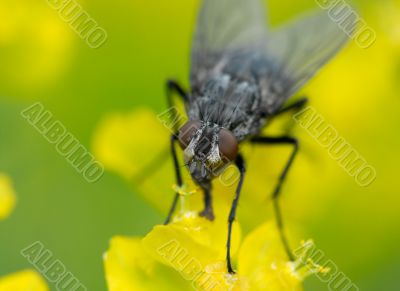Fly