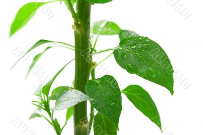 Plant