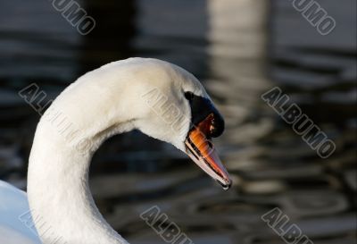 Swan