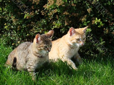Two darling kittens
