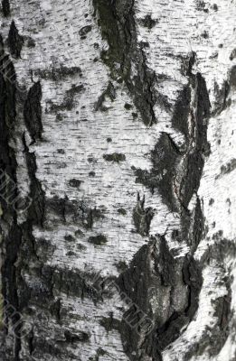 Birch