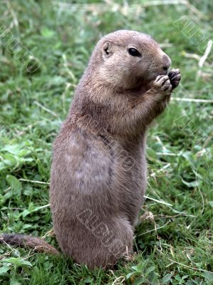 Gopher