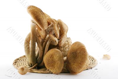 Agaric honey mushrooms