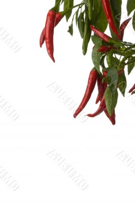peppers on a tree