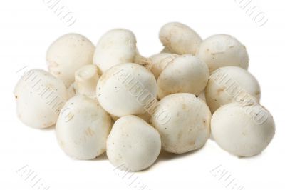 champignons