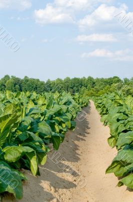 Tobacco Field