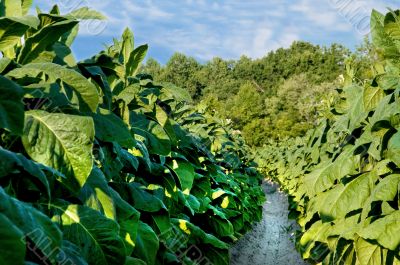 Tobacco Field