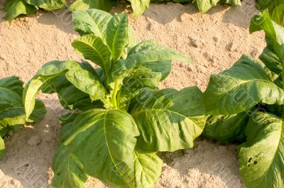 Tobacco Plant