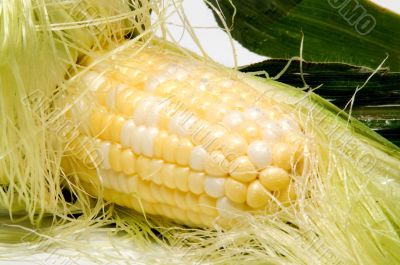 Corn on the Cob