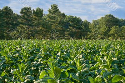 Tobacco Field