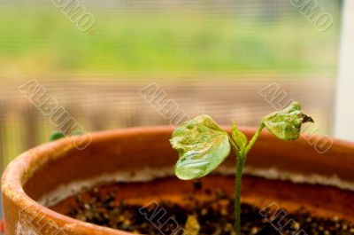 Cotton Plant