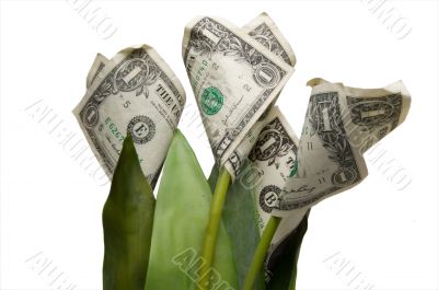 Money Flower