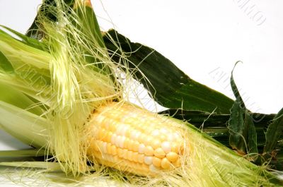 Corn on the Cob