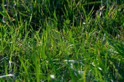 green grass