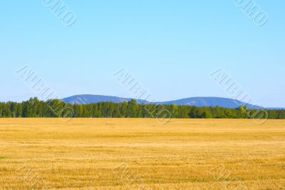 Russian rye field
