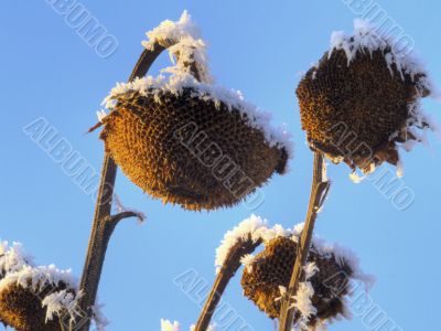 Frost