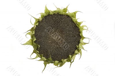 Sunflower isolated
