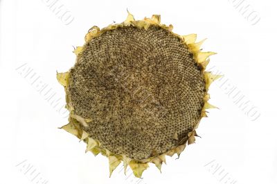 Eaten sunflower isolated