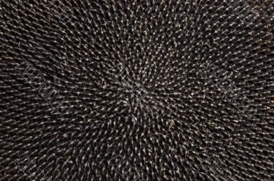 Sunflower with seeds