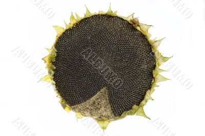 Sunflower isolated