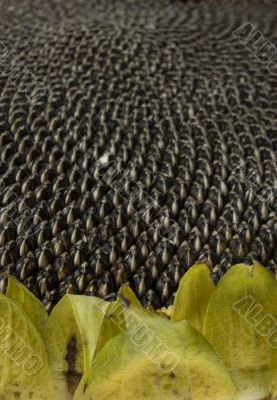 Sunflower with seeds