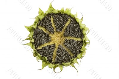 Sun on sunflower isolated