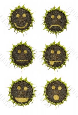 sunflower emoticons