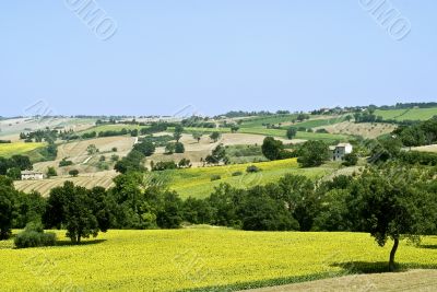 Marche - Landscape with sunflowers
