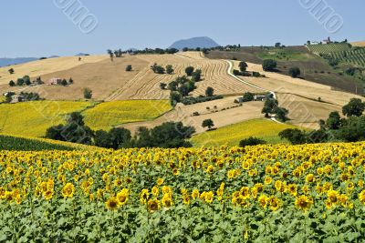 Marche - Landscape at summer