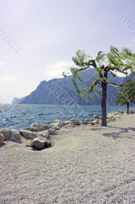 Tree on rocky beach