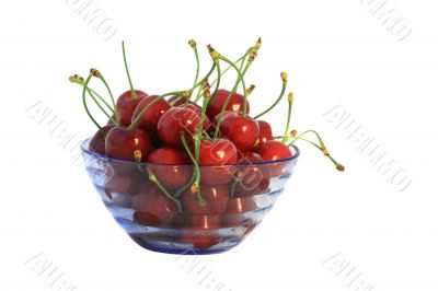 Cherry fruits in blue vase