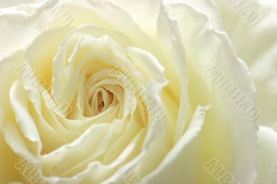 White rose close-up